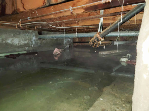 Best Professional water damage repair  in Ludington, MI